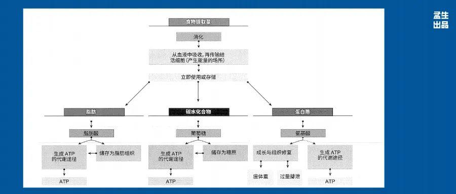 生物能源与沙狐球运动的关系