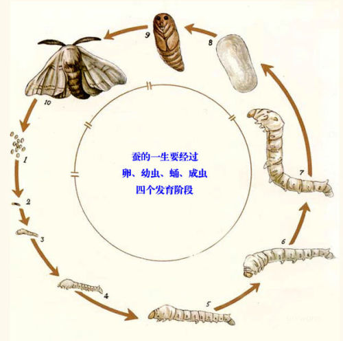 蚕茧处理成蚕丝视频